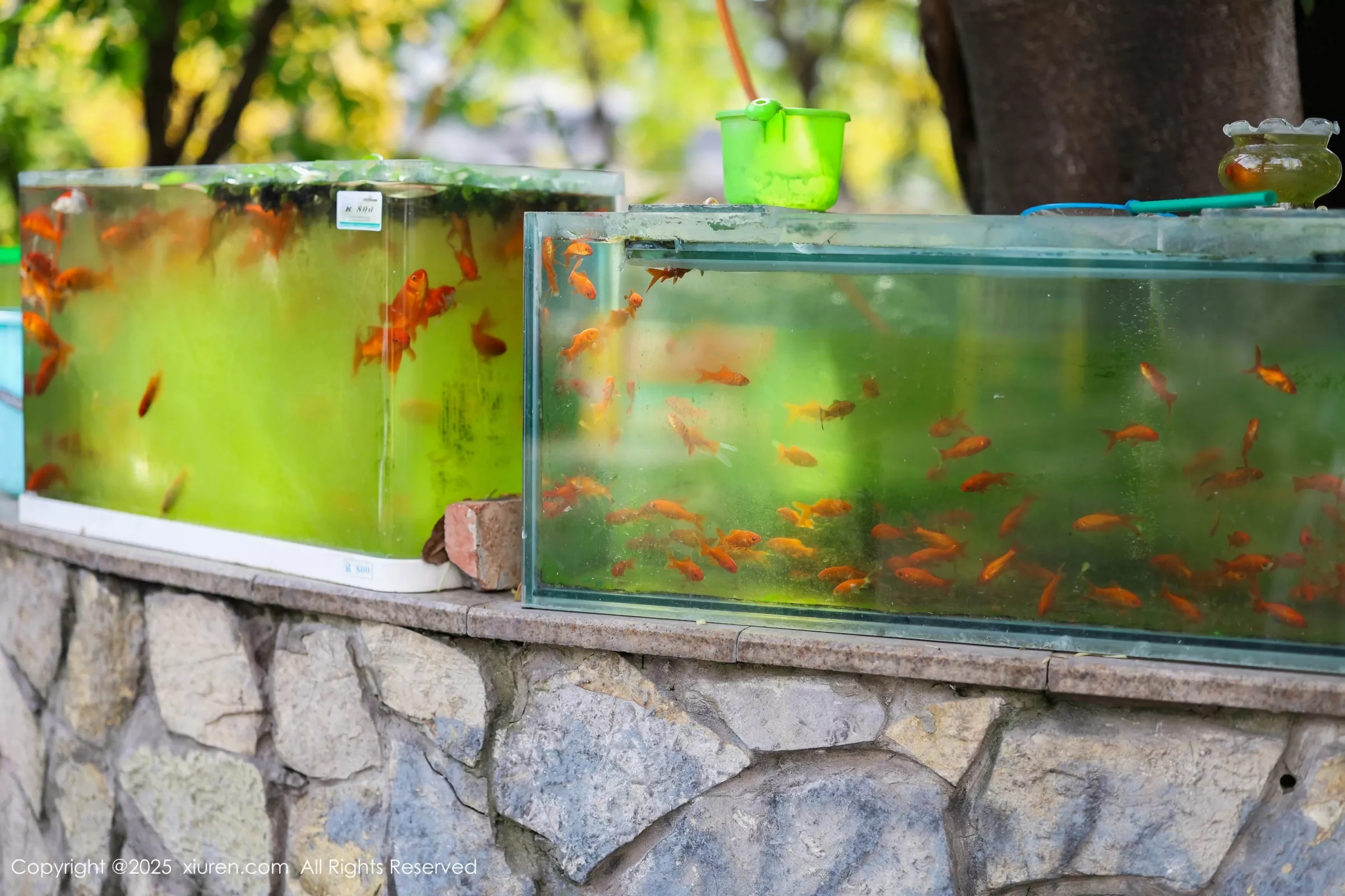 Xrmnw.Vip_茂木希子_合集 Xrmnw.Vip_茂木希子_写真