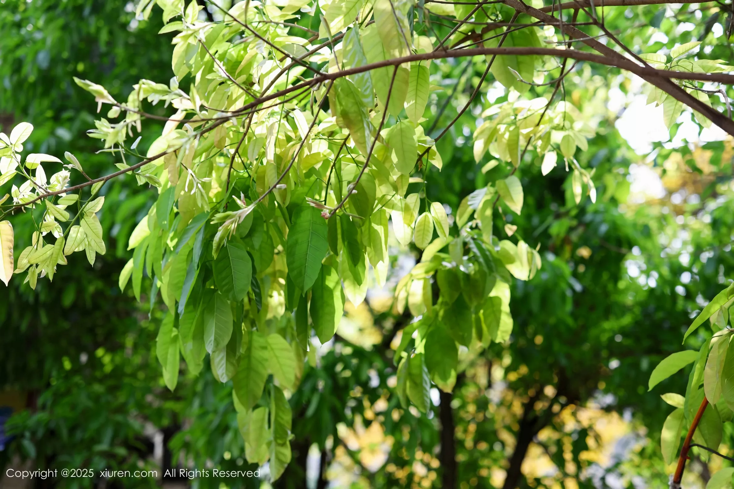 Xrmnw.Vip_茂木希子_合集 Xrmnw.Vip_茂木希子_写真